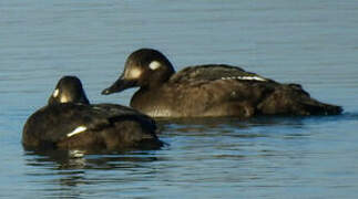 Velvet Scoter