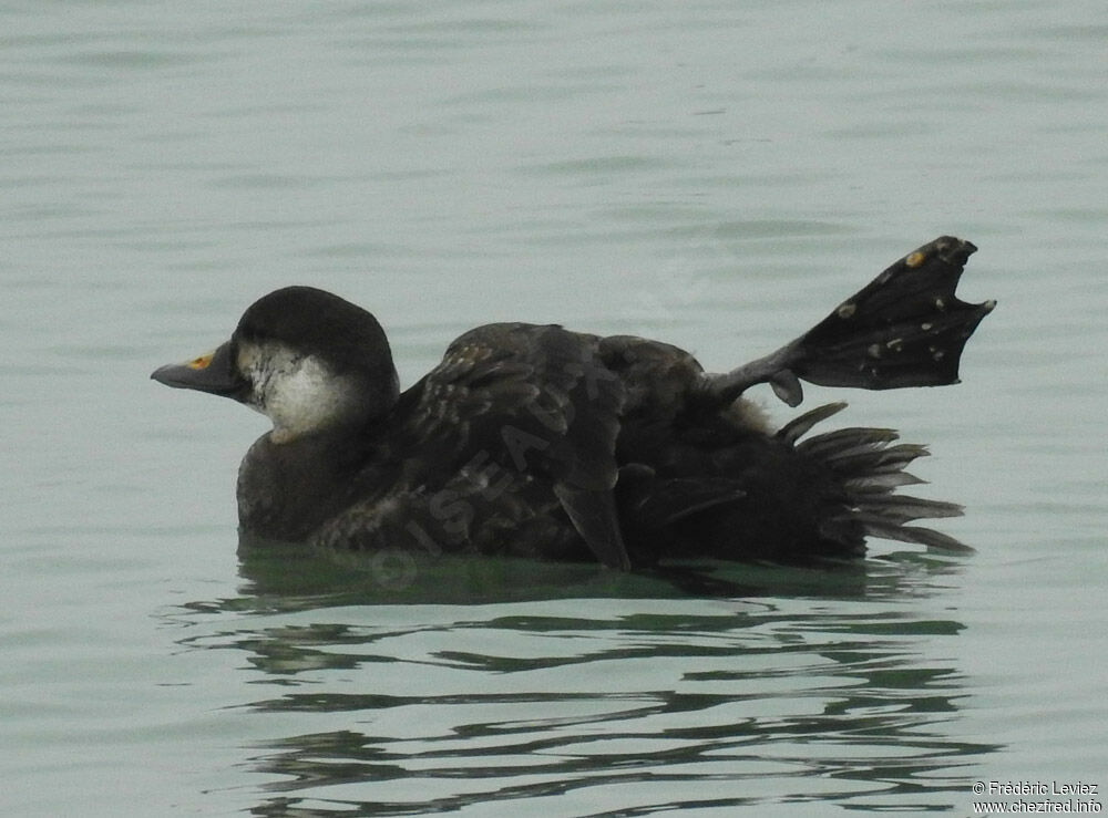 Common Scoter, identification, close-up portrait, swimming