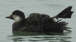 Common Scoter