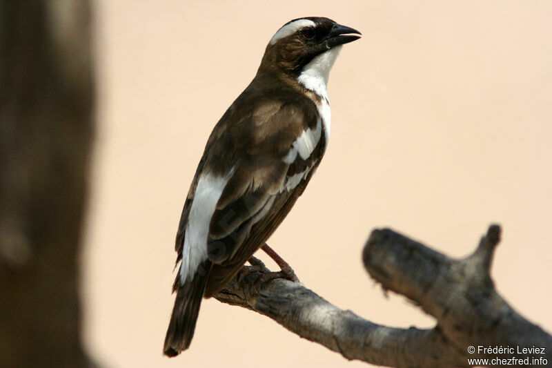 White-browed Sparrow-Weaveradult