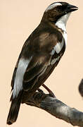 White-browed Sparrow-Weaver