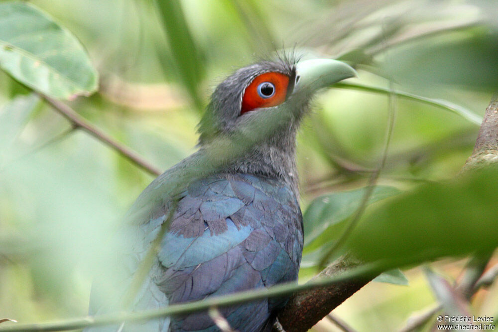 Chestnut-bellied Malkohaadult, identification