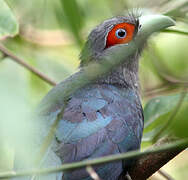 Chestnut-bellied Malkoha