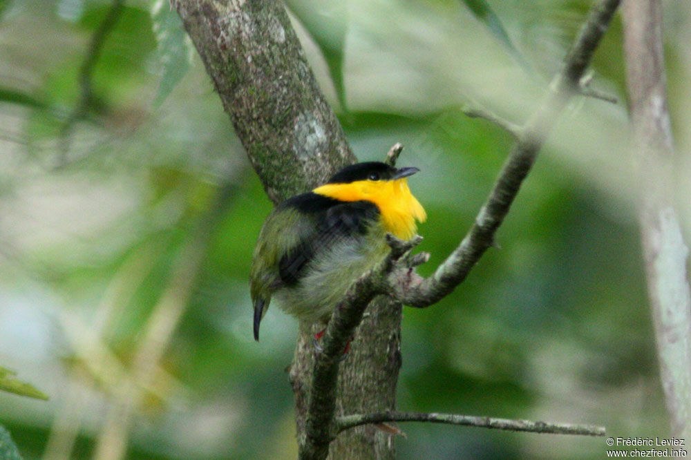 Manakin à col d'or mâle adulte, identification