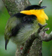 Golden-collared Manakin