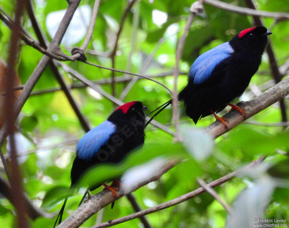 Long-tailed Manakin male adult breeding, identification