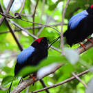 Manakin fastueux