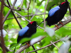 Long-tailed Manakin