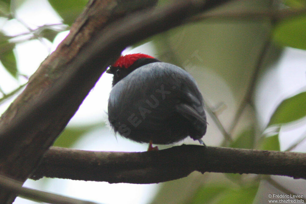 Manakin lancéolé