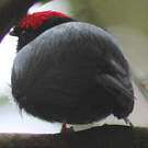 Manakin lancéolé