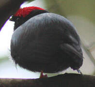 Lance-tailed Manakin