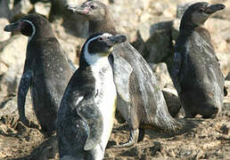 Humboldt Penguin