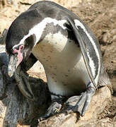 Humboldt Penguin