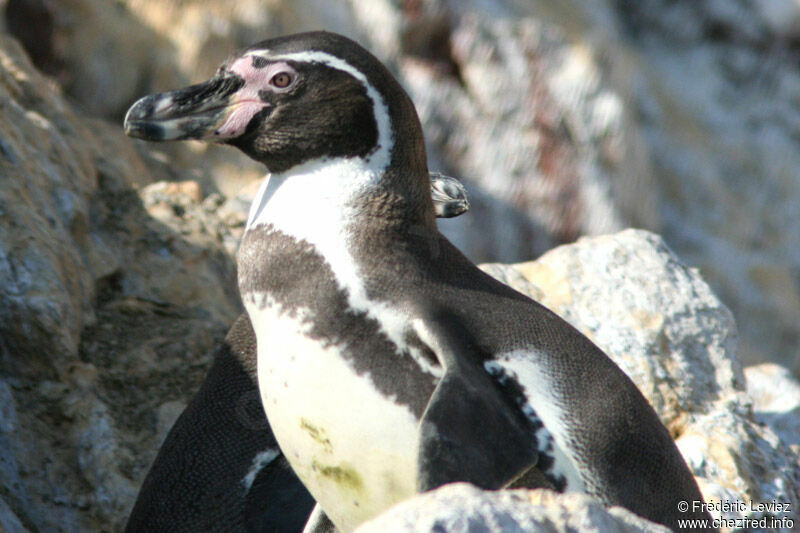 Humboldt Penguinadult