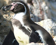 Humboldt Penguin