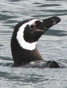 Magellanic Penguin