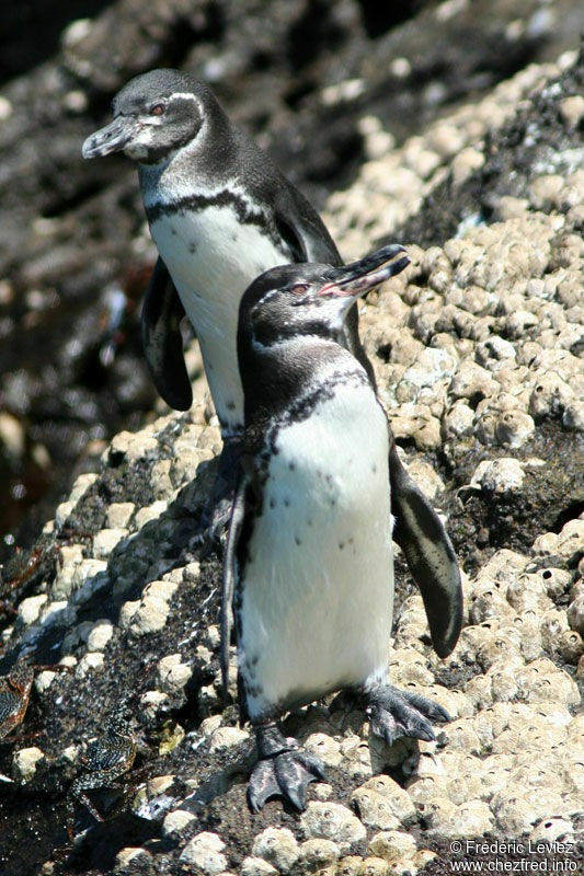 Manchot des Galapagosadulte