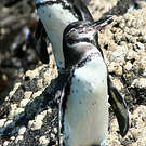 Manchot des Galapagos