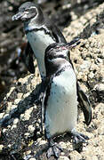 Galapagos Penguin