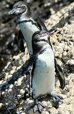 Manchot des Galapagos