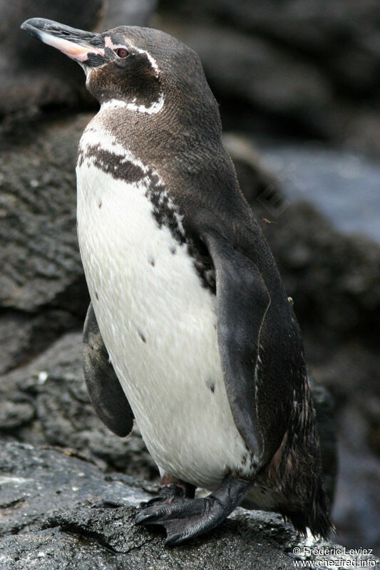 Manchot des Galapagosadulte