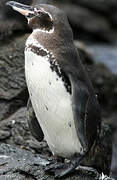 Galapagos Penguin