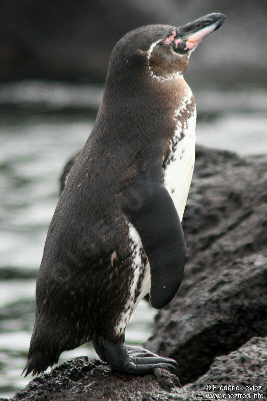 Galapagos Penguinadult