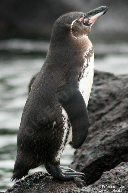 Manchot des Galapagosadulte