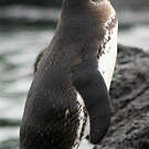 Manchot des Galapagos