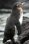 Galapagos Penguin