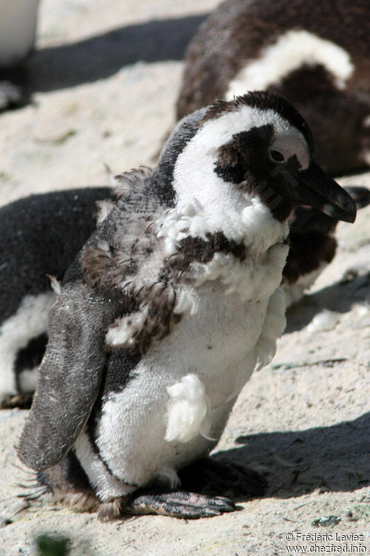 African Penguinimmature, identification