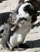 African Penguin