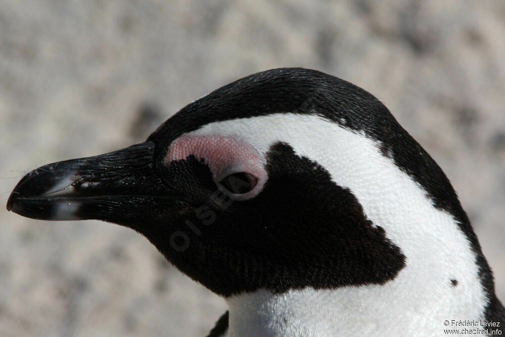 African Penguinadult, identification