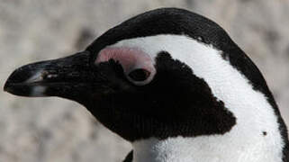 African Penguin