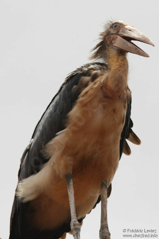 Marabout cheveluadulte