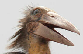 Lesser Adjutant