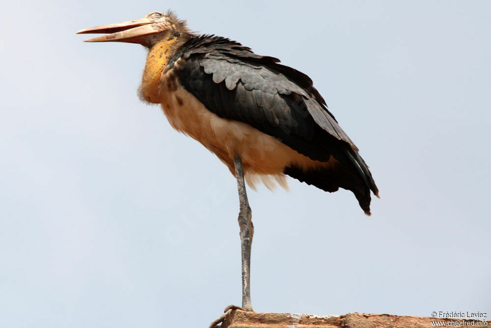 Marabout cheveluadulte