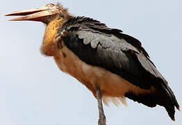 Lesser Adjutant