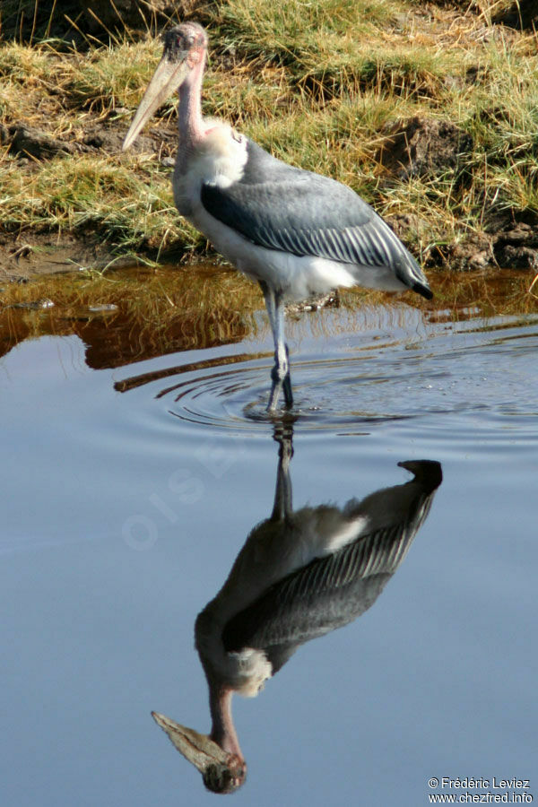 Marabou Storkadult