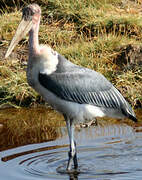 Marabou Stork