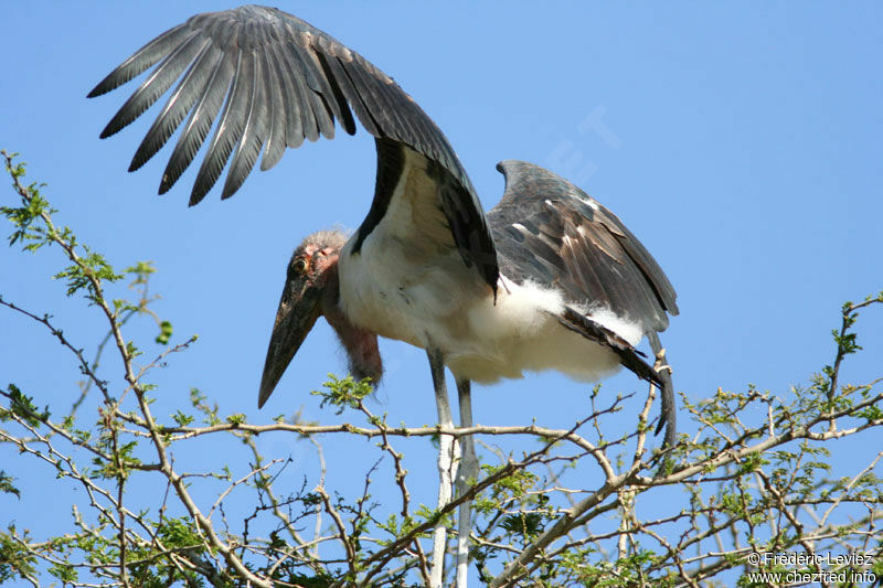 Marabou Storkimmature