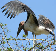 Marabou Stork