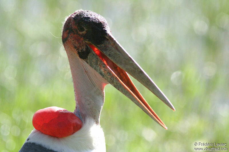 Marabou Storkadult