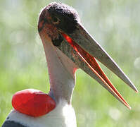 Marabou Stork