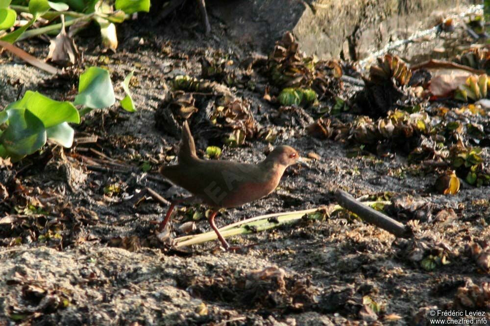 Ruddy-breasted Crakeadult, identification, Behaviour