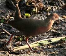 Ruddy-breasted Crake