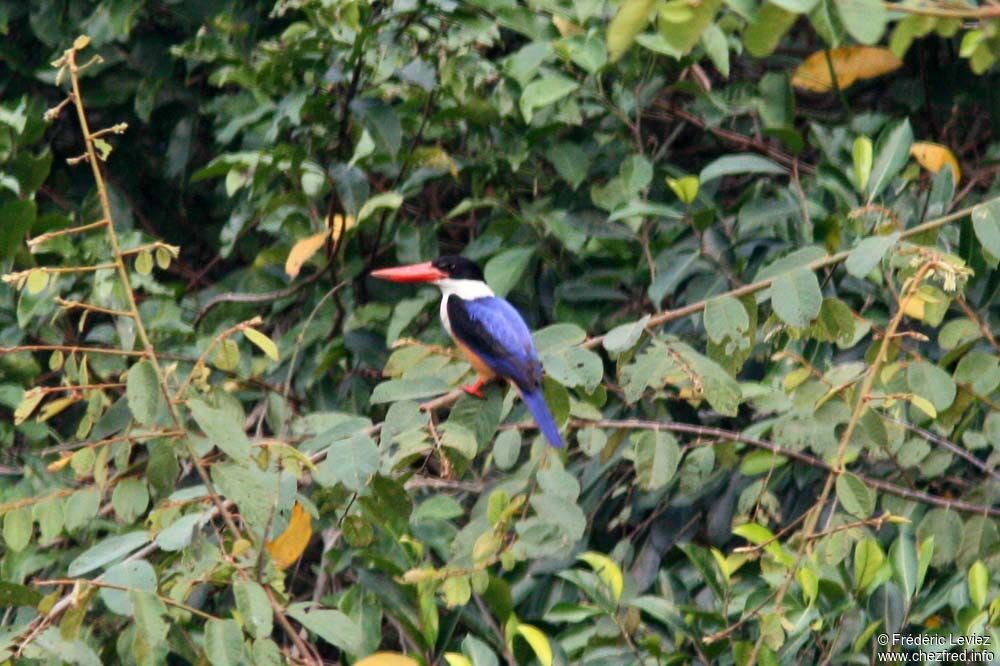 Black-capped Kingfisheradult, identification