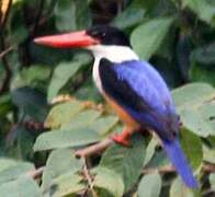 Black-capped Kingfisher