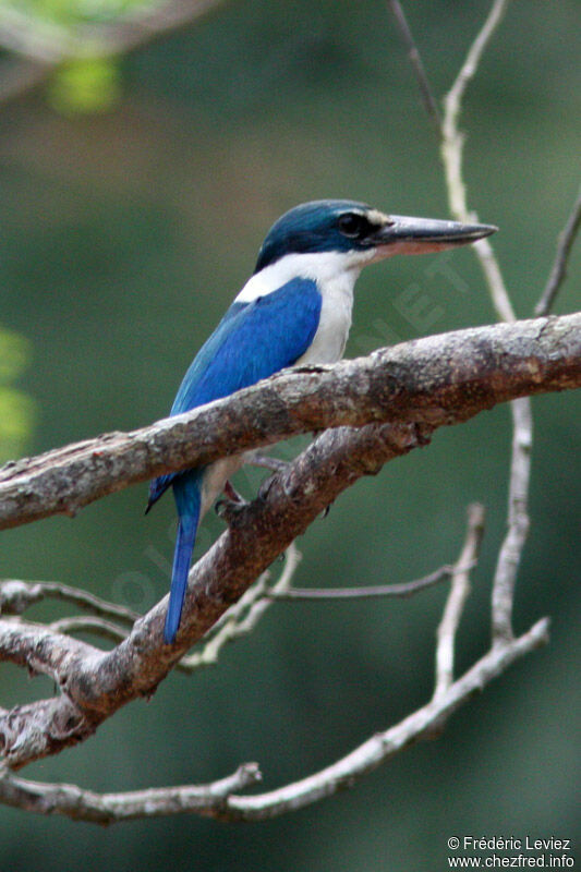 Collared Kingfisheradult, identification