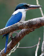 Collared Kingfisher